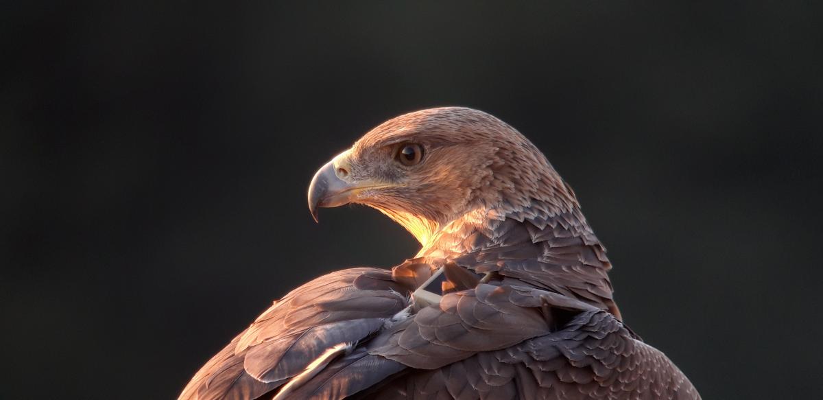 Aigle de Bonelli juvénile - (c) Guillaume Fréchet